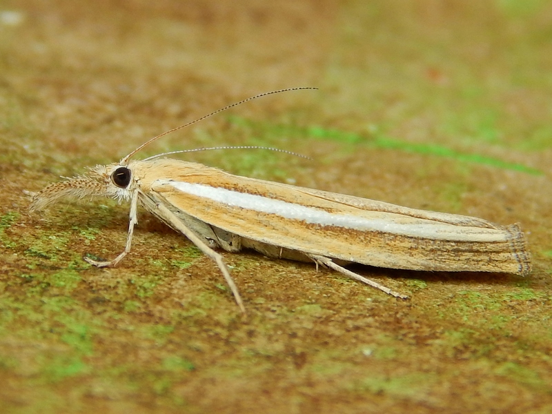 Agriphila tristella